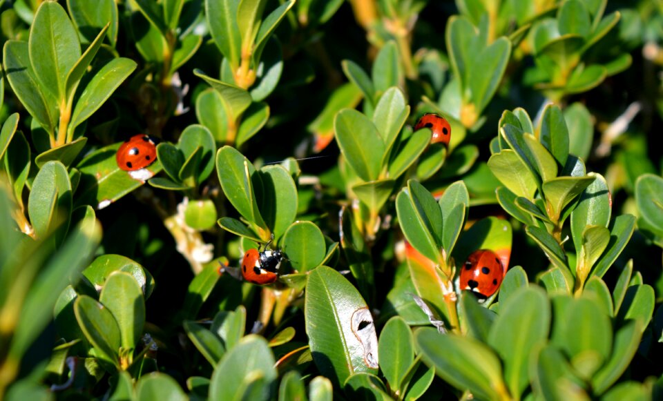 Ladybug buxbaum nature
