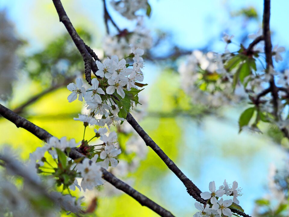 Cherry blossom blue sky white flowers