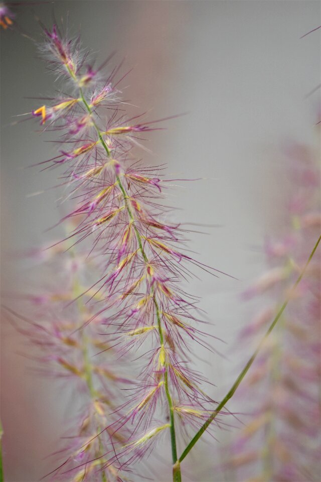 Meadow green blade of grass