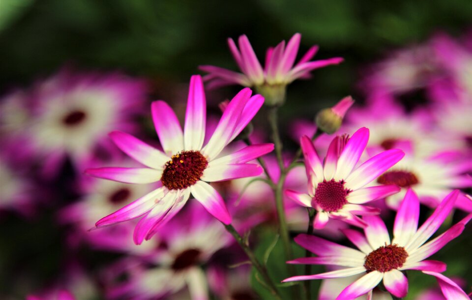 Summer garden petal photo