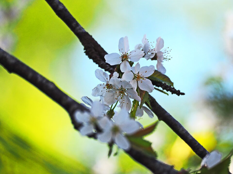 Cherry blossom blue sky white flowers