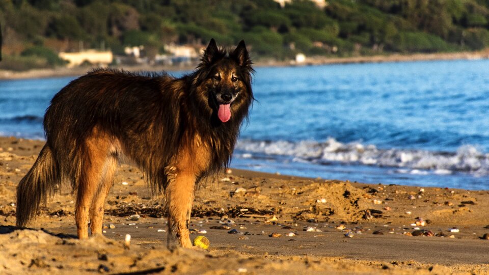 Pet animal on the beach