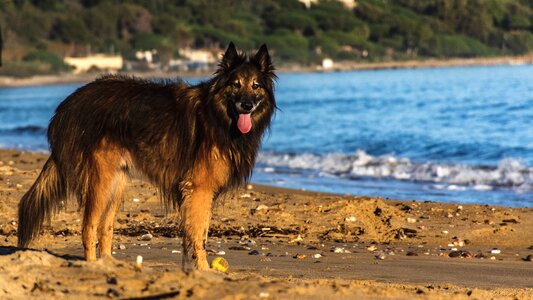 Pet animal on the beach photo
