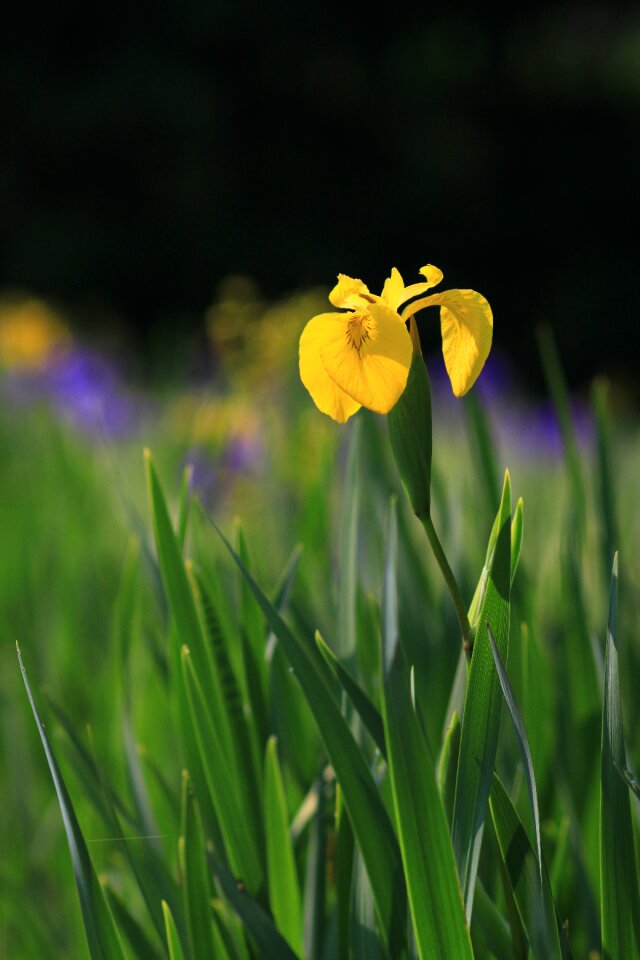 Flowers grass summer