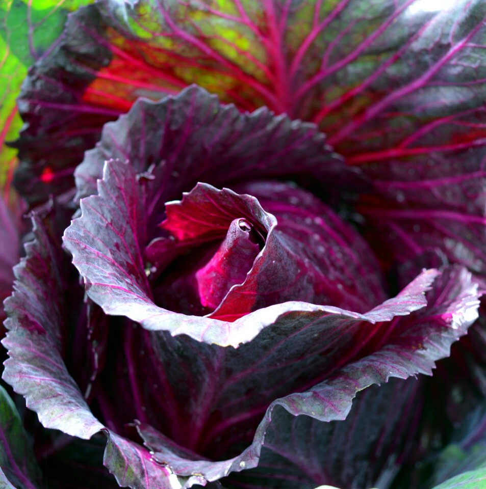 Red cabbage red vegetables