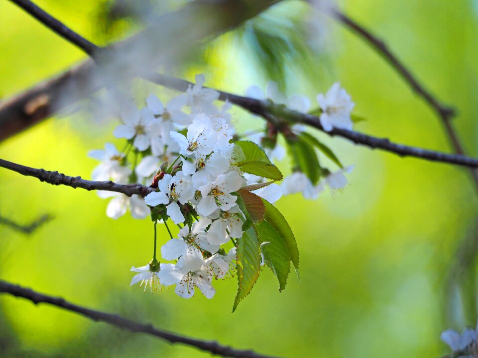 Cherry blossom blue sky white flowers