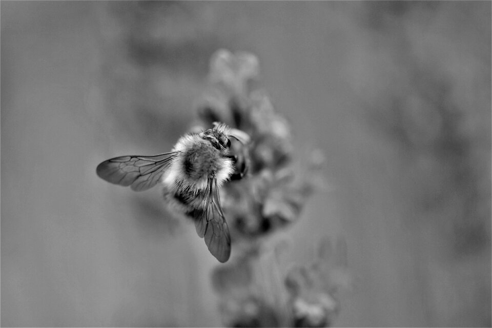 Close up insect nature