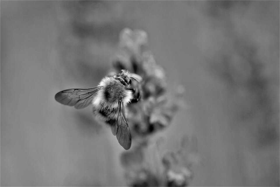 Close up insect nature photo