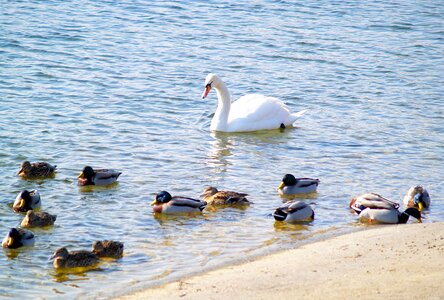 Lake swim duck