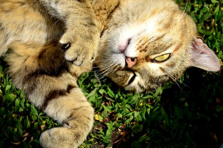 Predator animals eyes