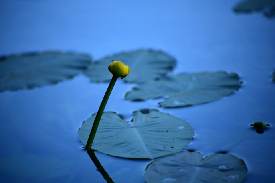 Blossom bloom pond