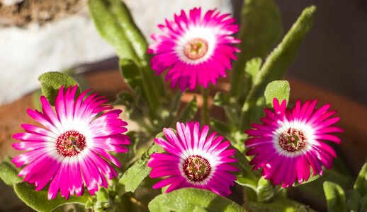 Nature flowers bloom