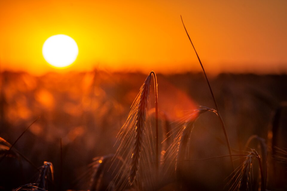 Summer sun mood