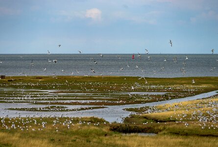 Cuxhaven birds flock of birds