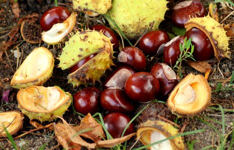 The fruits of horse chestnut season october photo