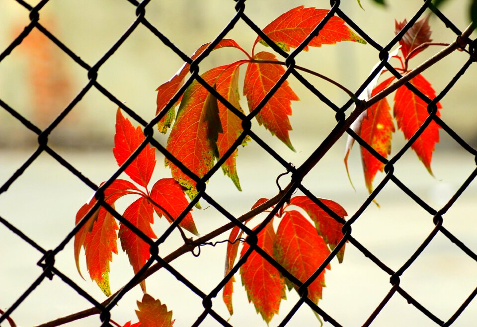 Red leaves october season
