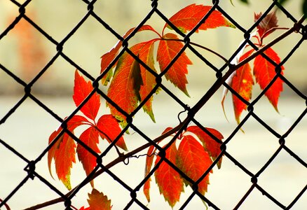 Red leaves october season