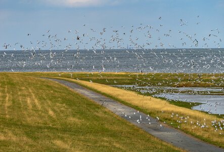 Cuxhaven birds flock of birds