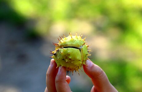 Nature the fruits of horse chestnut autumn