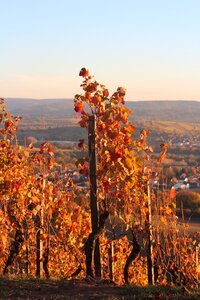 Colorful autumn landscape