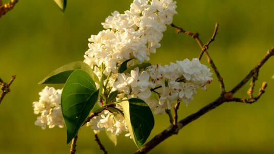 Spring flowers plant