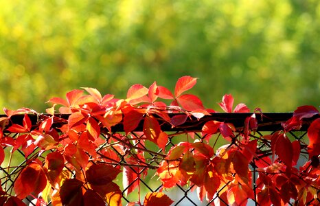 Fencing autumn october photo