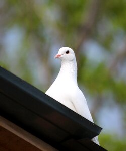 Outdoors nature white bird photo