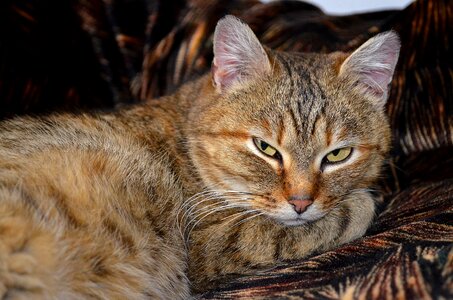 Pet animals redhead photo