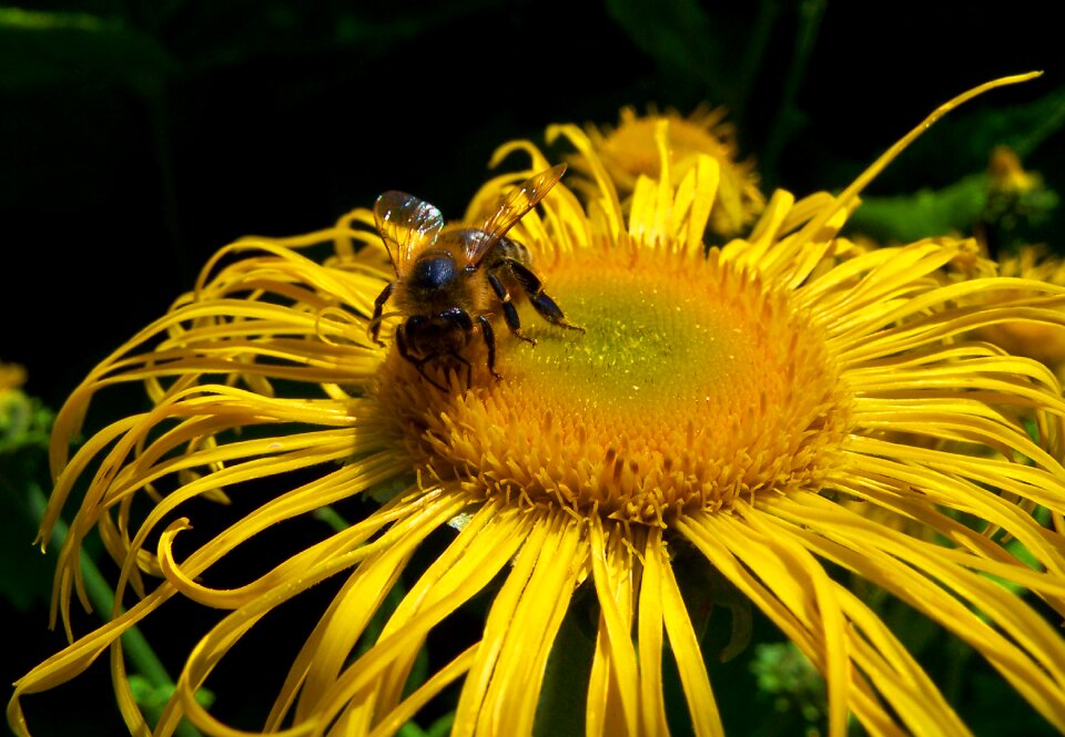Bee close up nature