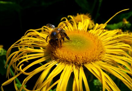 Bee close up nature