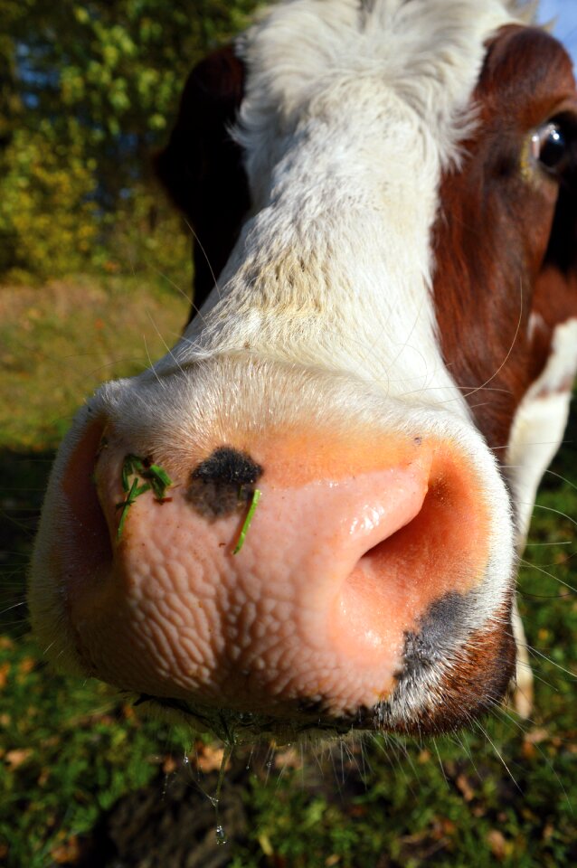 Nose curious ruminant