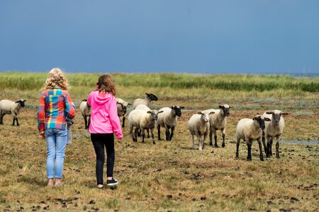 Sheep beach sea