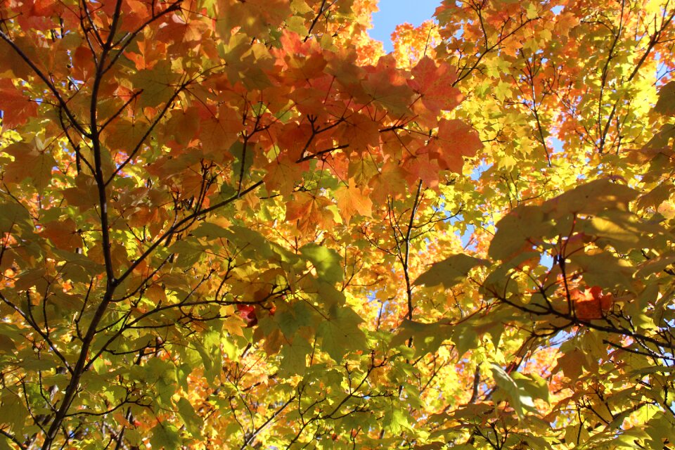 Orange yellow trees photo