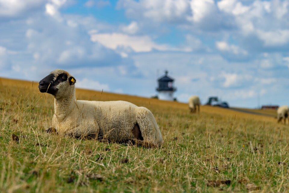 Wool rural landscape