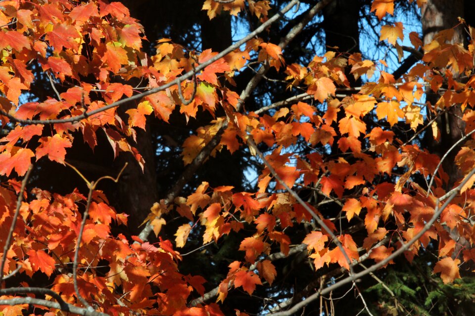 Orange yellow trees