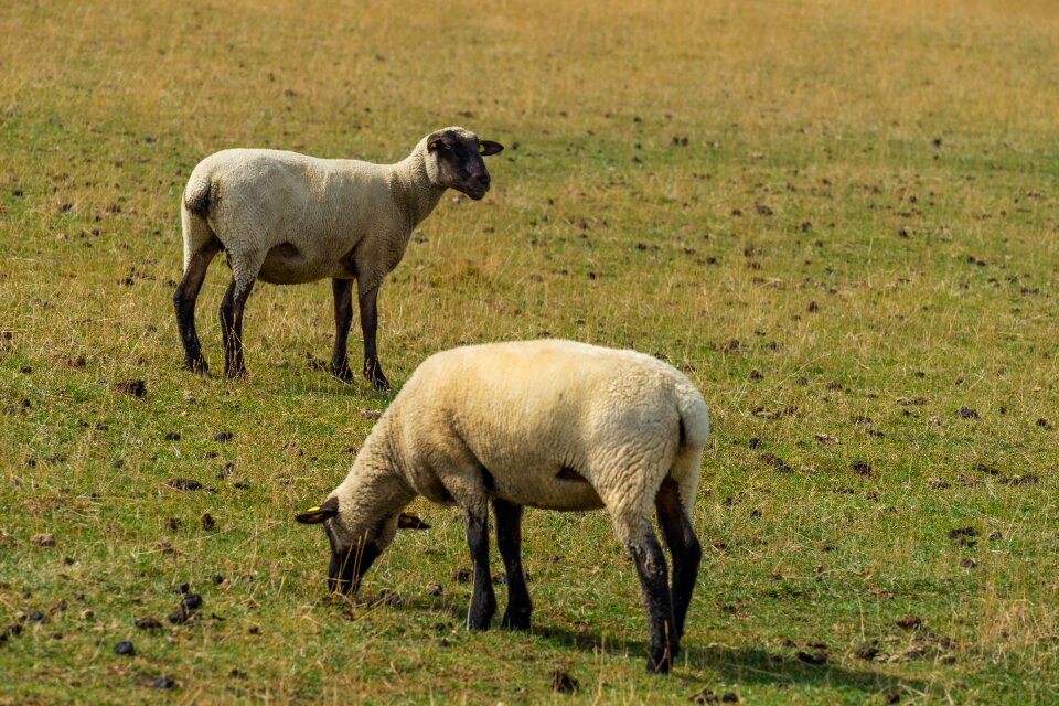Wool rural landscape