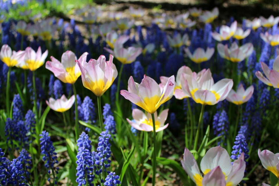 Garden nature plants