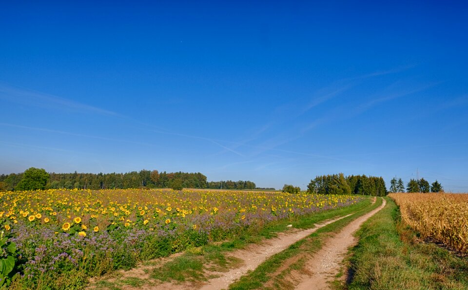 Landscape field of sun flowers bees