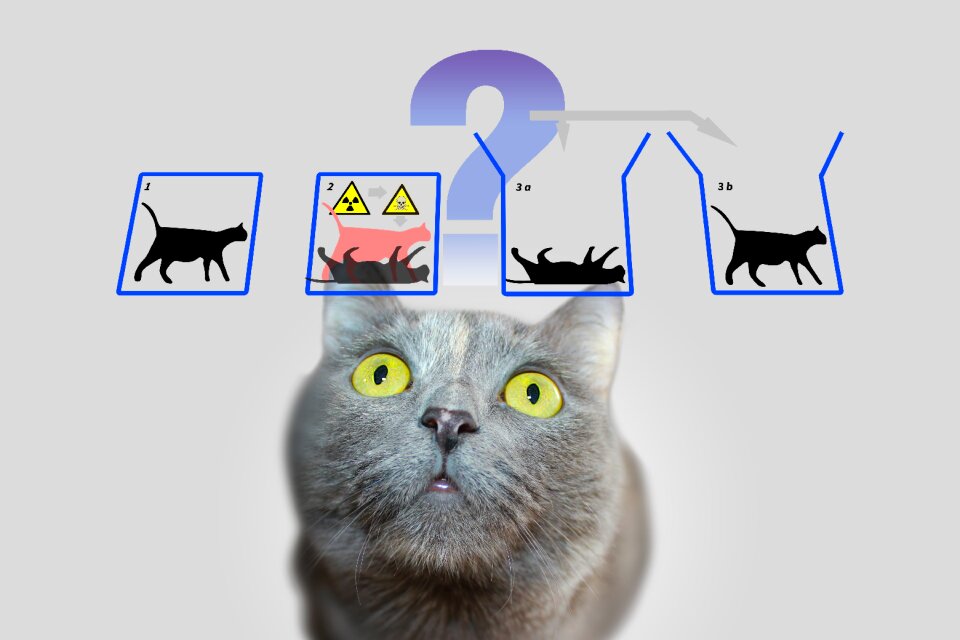 Quantum mechanics paradox cat