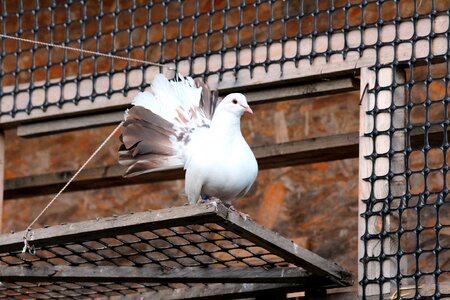 White bird golubka home photo