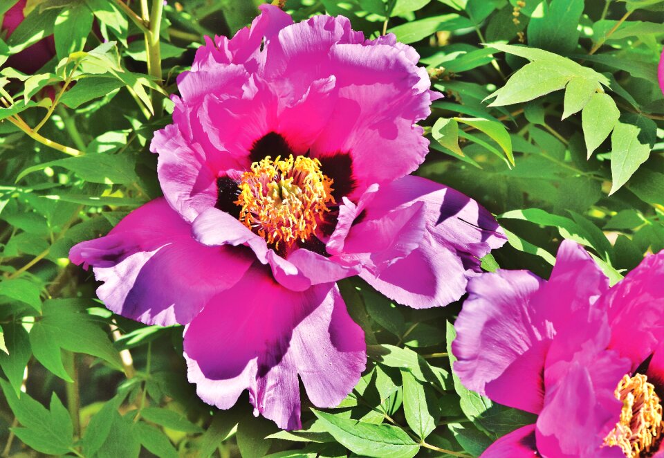 Bloom pentecost flower