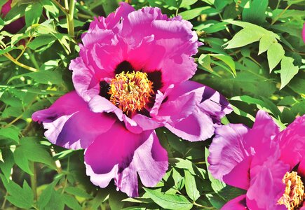 Bloom pentecost flower