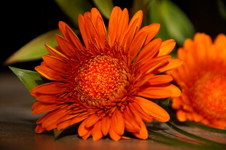 Summer floral gerbera photo