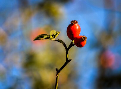 Tee red autumn fruits photo