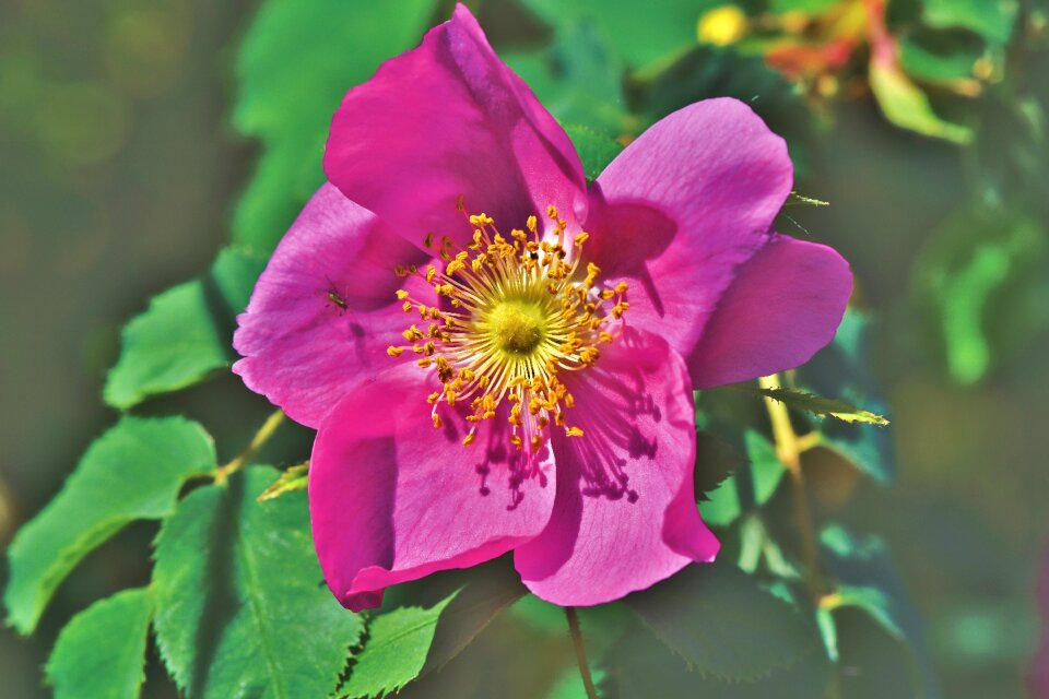 Bloom spring flower bloom