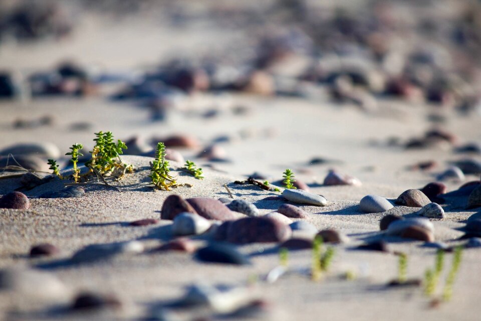 Outdoors bird seashore