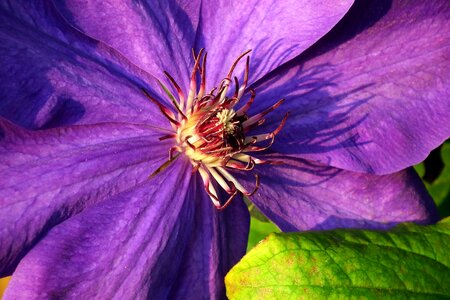 The petals creeper nature