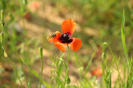 Insect bee poppy flower