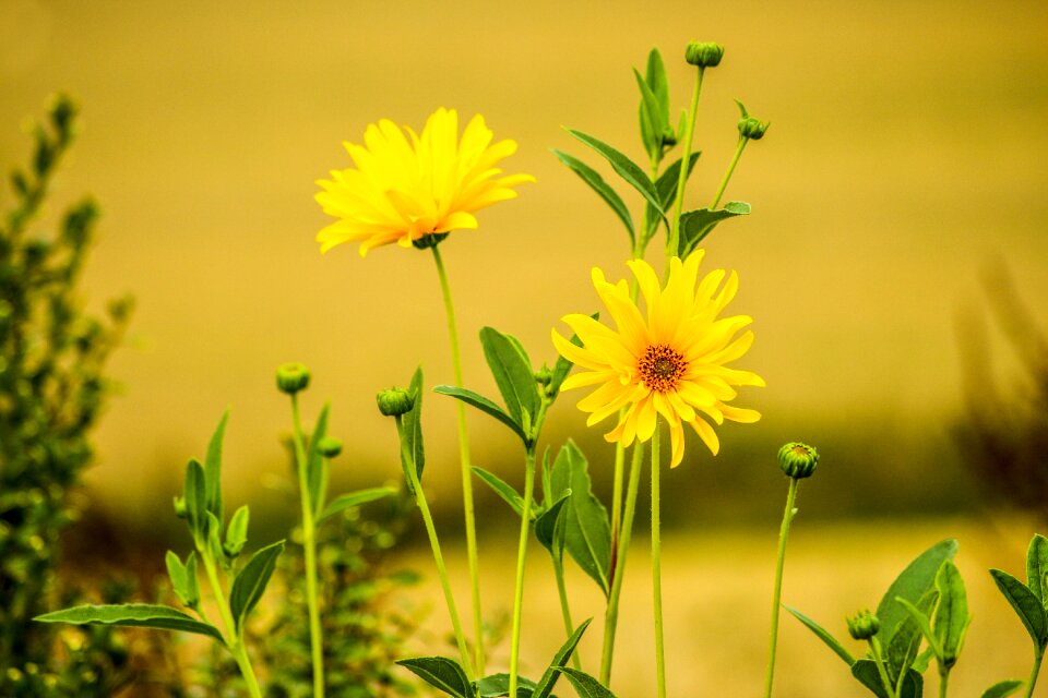 Yellow cosmea garden