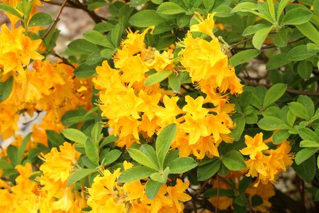 Yellow flowers spring full bloom